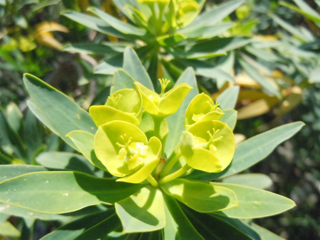 Capo Miseno (NA) :Euphorbia dendroides